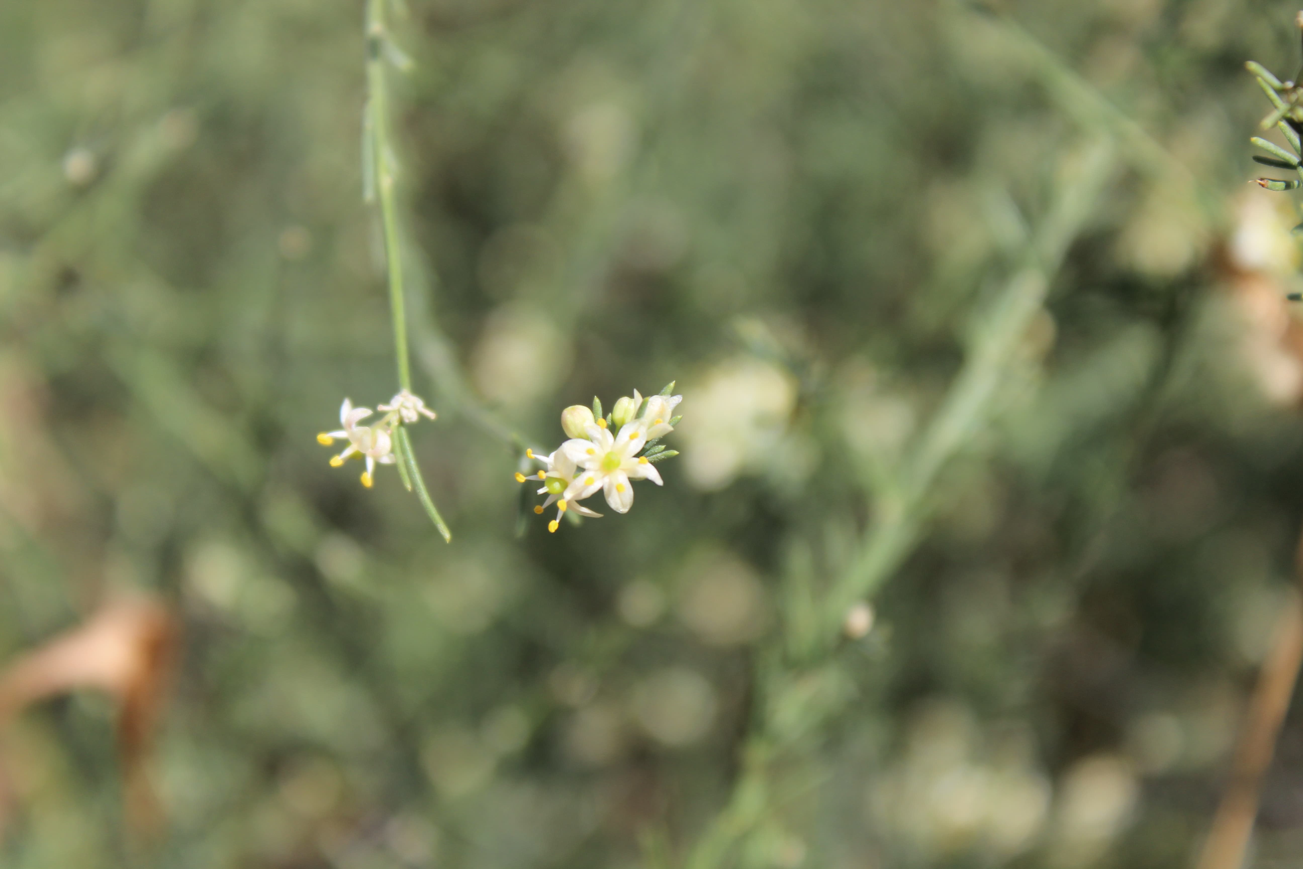 Asparagus capitatus subsp. gracilis Browicz